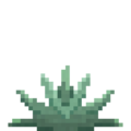 Agave (6).png