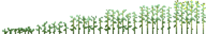 Jute (Phases).png