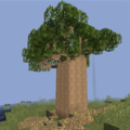 Baobab Short Tree.png