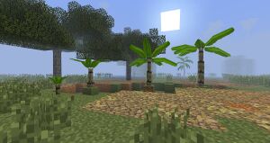 Banana tree1.jpeg