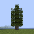 White Cedar Tree.png
