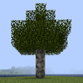 Sycamore Tree.png