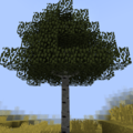 Birch Tree+.png
