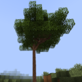 Ash Tree+.png