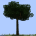 Chestnut Tree+.png