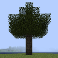 Hickory Tree.png